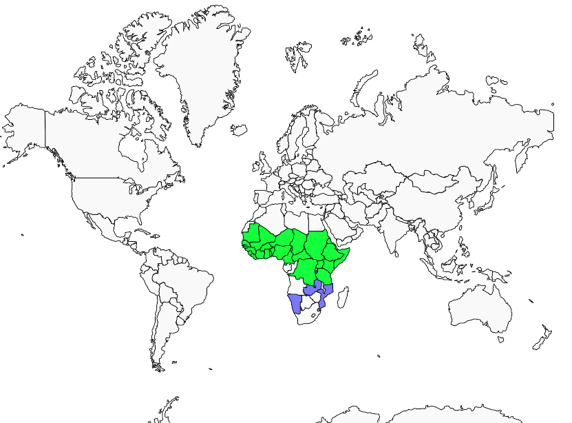 Distribution guepier.ecarlate