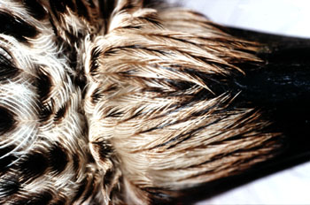 photo 7 © Gaston Gast