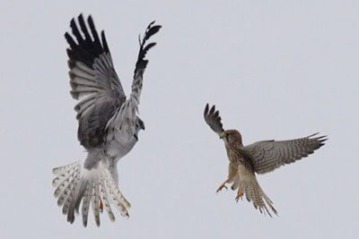 Busard Saint-Martin et Faucon crécerelle se battent pour un territoire de chasse © Didier Collin