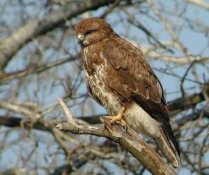Buse variable © Aurélien Audevard 