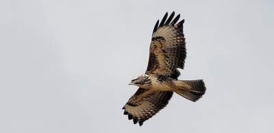 Buse variable © Jules Fouarge 