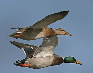 Canard colvert (femelle en haut, mâle en bas) 