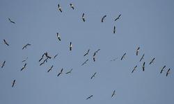 Cigogne blanche © Vincent Palomares