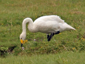 Cygne chanteur © Jean-Michel Peers