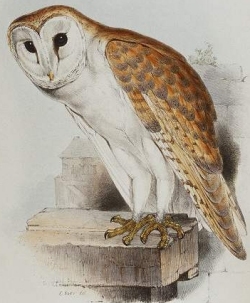 Effraie des clochers © John Gould