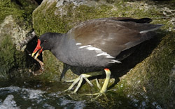 Gallinule Poule d'eau © Didier Collin
