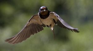 Hirondelle rustique - © Didier Collin