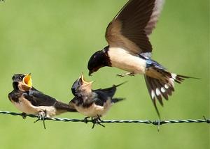 Hirondelle rustique - © Marcel Van der Tol