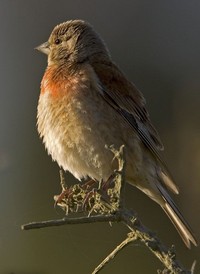 Linotte mélodieuse © Yvon Toupin