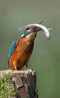 Martin pêcheur d'Europe © Jean Charennat - Oiseaux.net