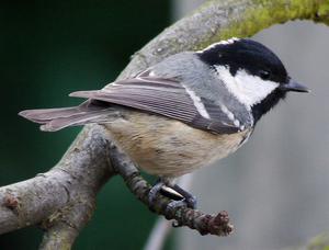 Mésange noire © Gilbert Blaising