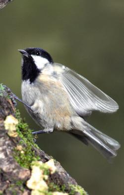 Mésange noire © Jean-Louis Corsin