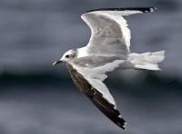 Mouette de Sabine @ Yvon Toupin