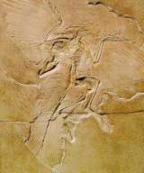 archaeopteryx