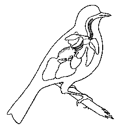 Système respiratoire © BIODIDAC