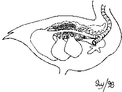 système respiratoire © BIODIDAC