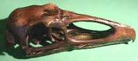 teratornis