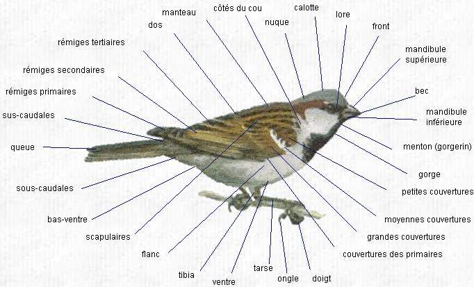 Topographie d'un oiseau