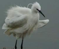 Aigrette garzette @ Alban Cordoba