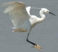 Aigrette garzette @ Alban Cordoba