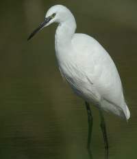 Aigrette garzette @ Philippe Pulce