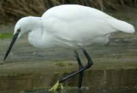 Aigrette garzette @ Philippe Pulce