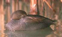 Canard chipeau © Francois Bourgeot