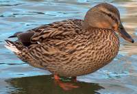 Canard colvert © Didier Collin