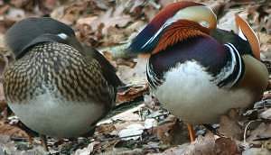 Couple de Canard mandarin © Yvonnik Lhomer