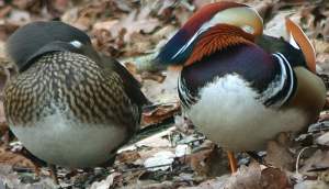 Couple de Canard mandarin © Yvonnik Lhomer