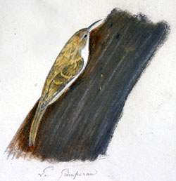 Grimpereau des bois muséum La Rochelle