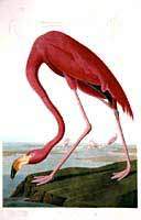 Flamant rose, Jean-Jacques Audubon.