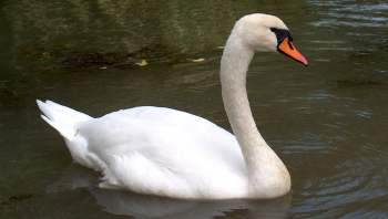 Cygne tuberculé © Didier Collin