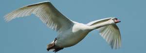 Cygne tuberculé en vol. © Alban Cordoba