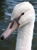 Cygne tuberculé immature© Didier Collin