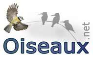 Accueil oiseaux.net