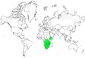 Distribution 