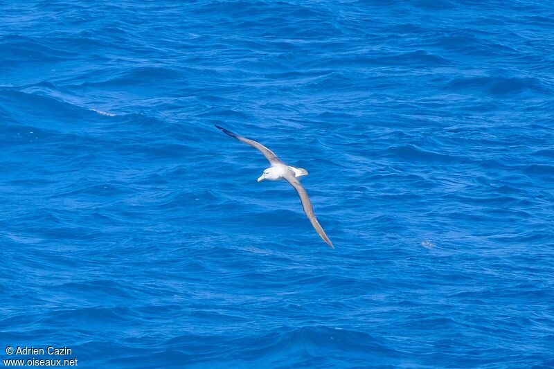 Albatros de Salvin, Vol