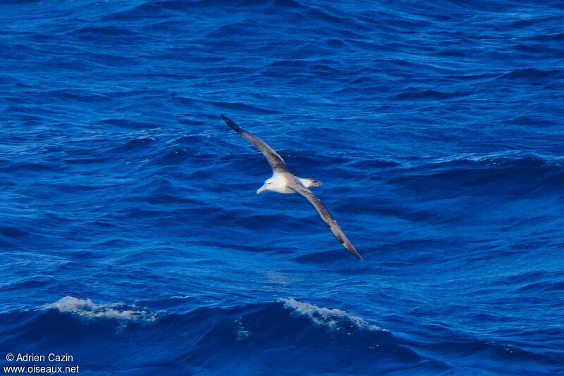 Salvin's Albatross, Flight