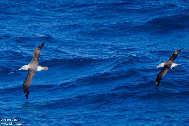 Salvin's Albatross, Flight
