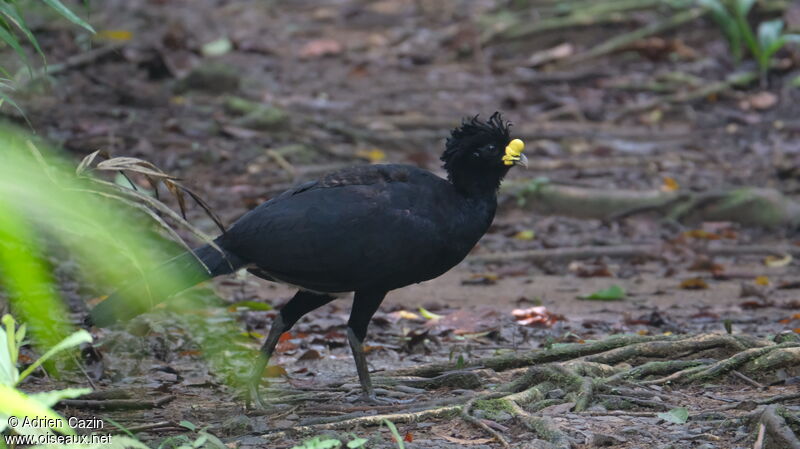 Great Curassow male adult, identification