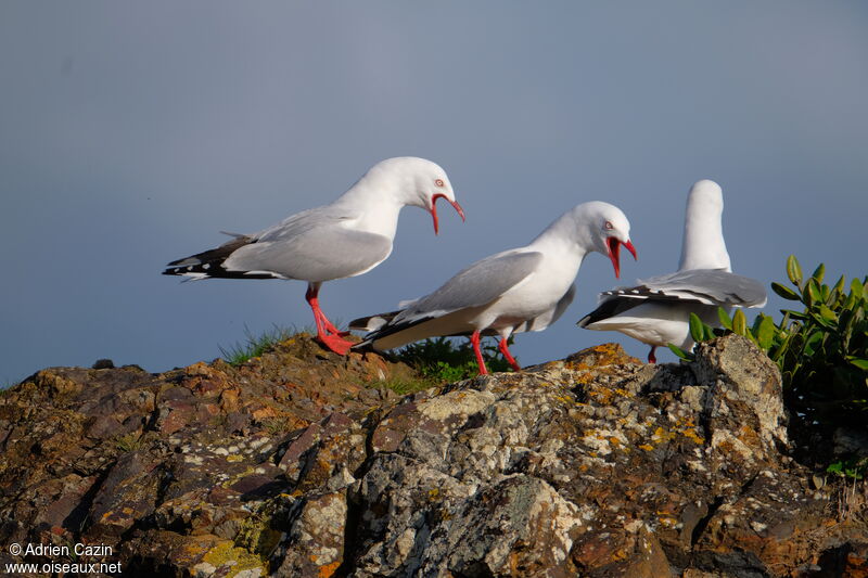 Silver Gull (scopulinus), song