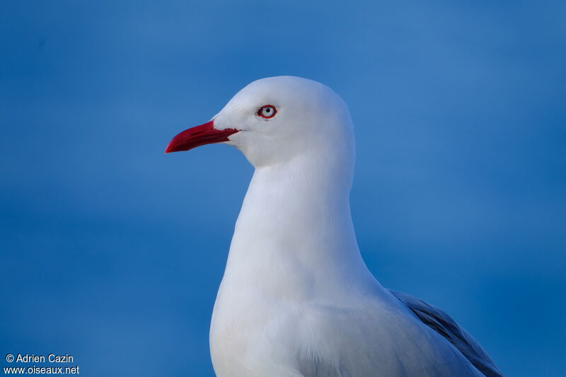Silver Gull (scopulinus)adult, close-up portrait