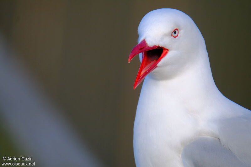Silver Gull (scopulinus)adult, close-up portrait, song