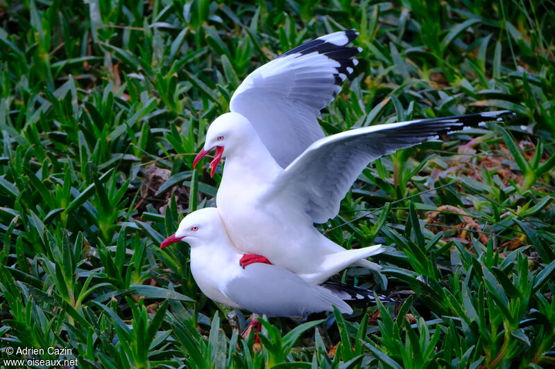 Silver Gull (scopulinus)adult, mating.