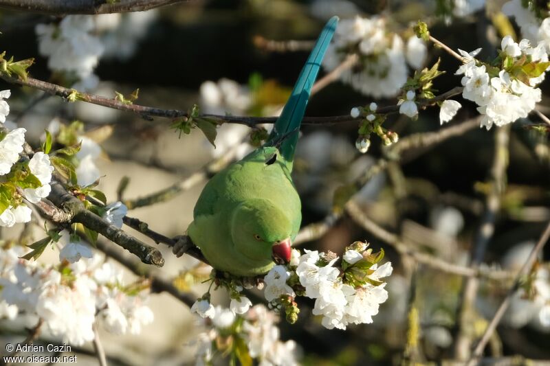 Rose-ringed Parakeet, eats