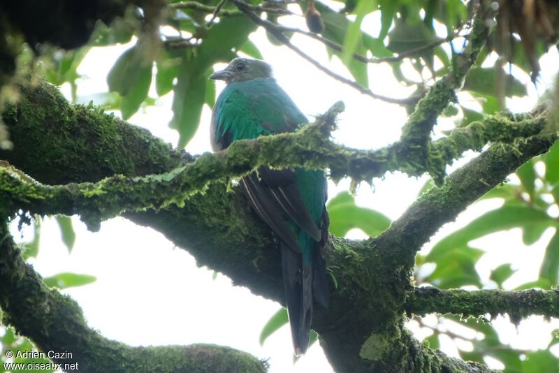 Quetzal resplendissant femelle, identification