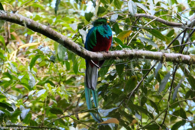 Quetzal resplendissant mâle adulte, identification