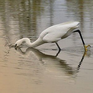Aigrette garzette