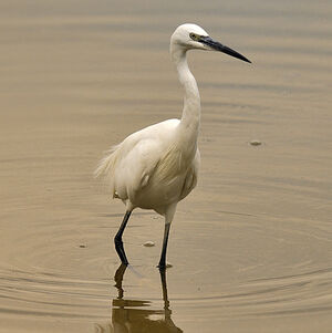 Aigrette garzette